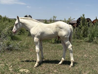 AQHA SC Smoken Cashmere Grullo