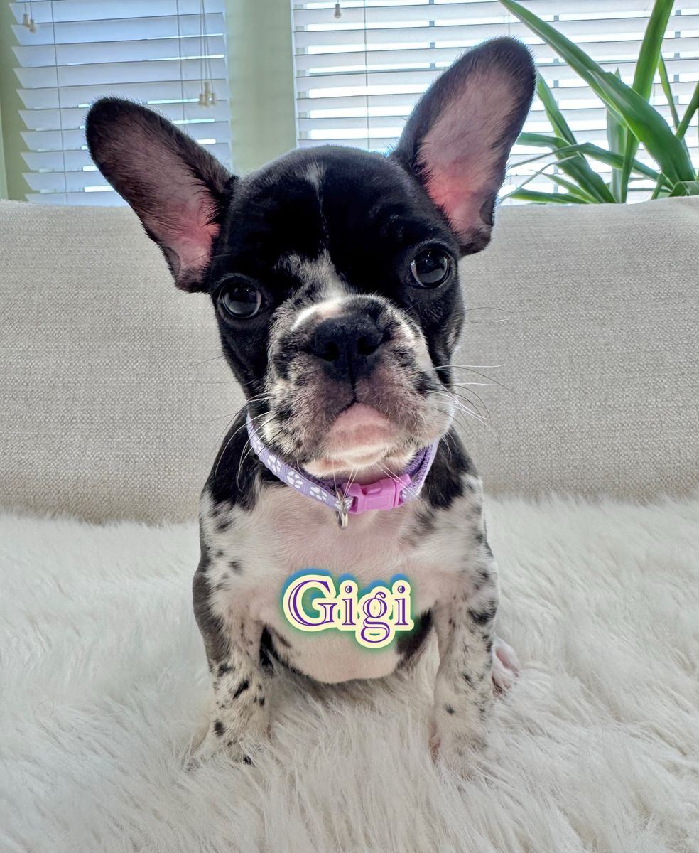 AKC FRENCH BULLDOG PUPPY