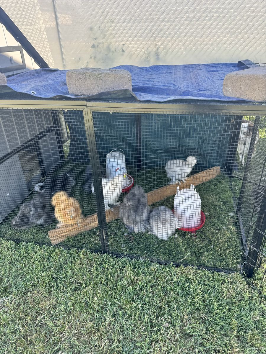 7 Young Friendly Silkie Pullet Hens