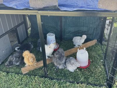 7 Young Friendly Silkie Pullet Hens