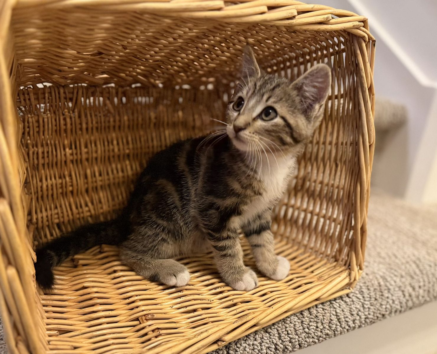 Adorable Kittens