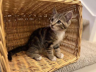 Adorable Kittens
