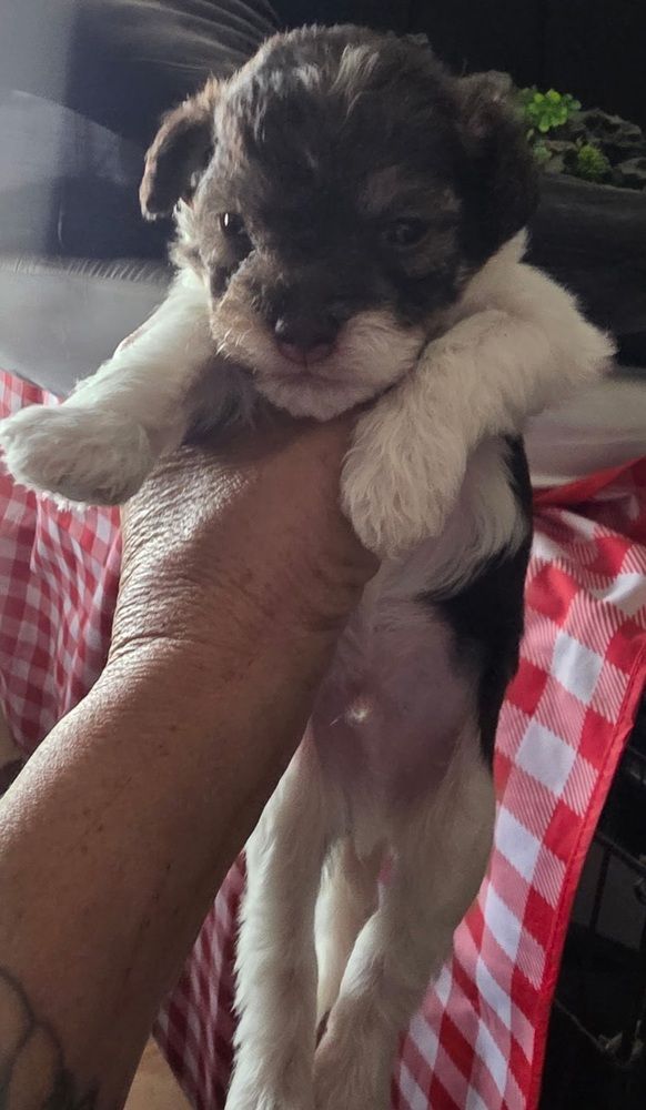 Shih Tzu Mix Puppy (Harry P)