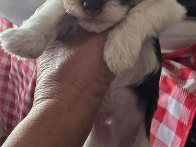 Shih Tzu Mix Puppy (Harry P)