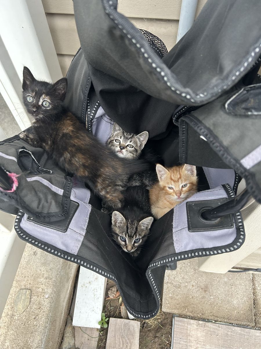 11.5 week old kittens
