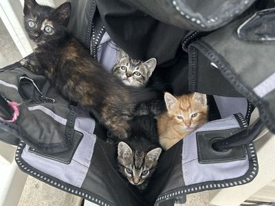 11.5 week old kittens