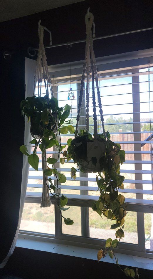 Various Plants