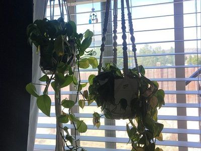 Various Plants