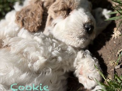 Bernedoodle Puppies *Price Reduced*