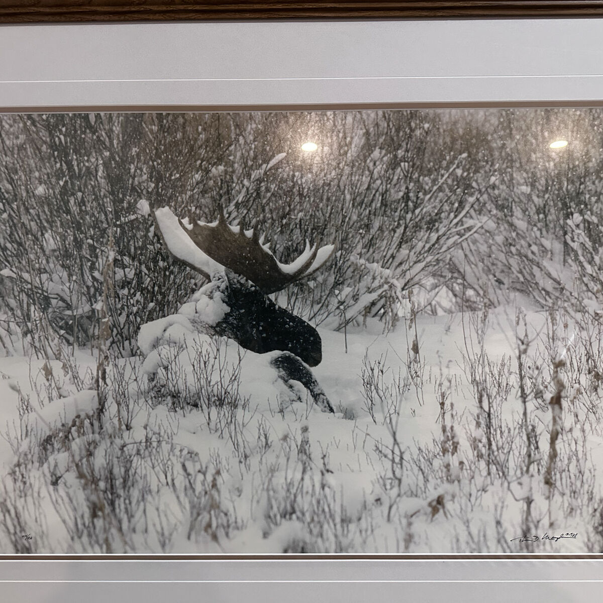 Moose Artwork: Shelter in the Willows