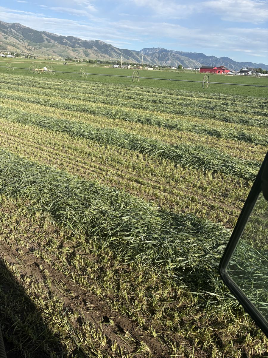 Nice feeder hay