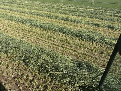 Nice feeder hay