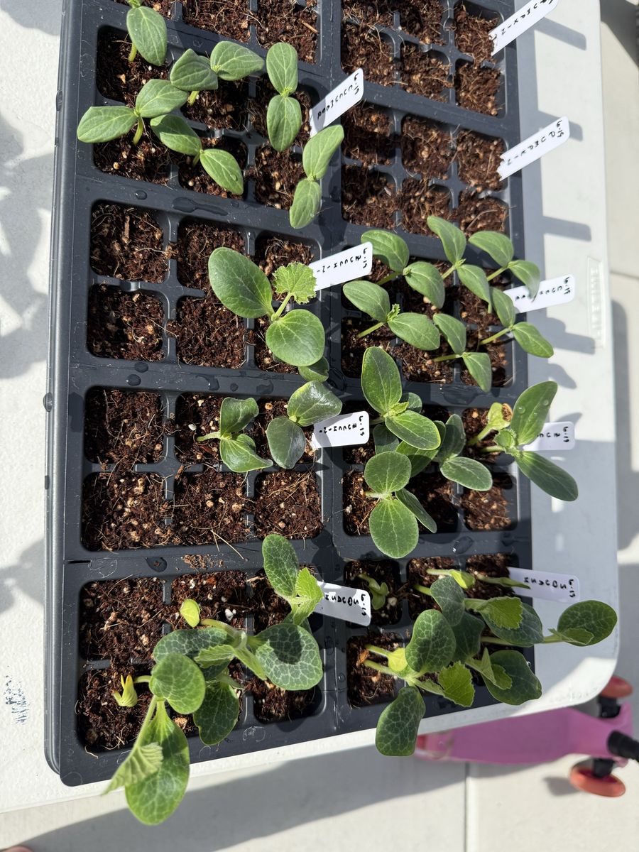 Organic Squash Zucchini Cucumber Seedlings - Ready for Planting, Healthy Starts for Your Garden Tray of 6 seedlings