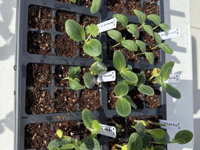 Organic Squash Zucchini Cucumber Seedlings - Ready for Planting, Healthy Starts for Your Garden Tray of 6 seedlings