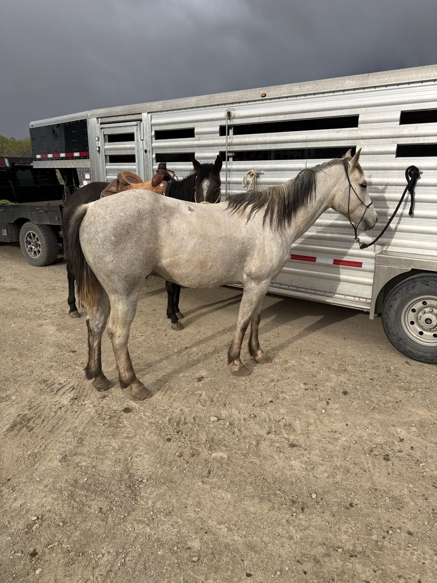 5 year old gelding