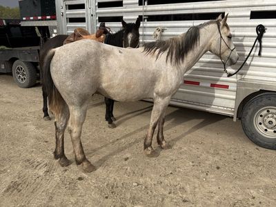 5 year old gelding