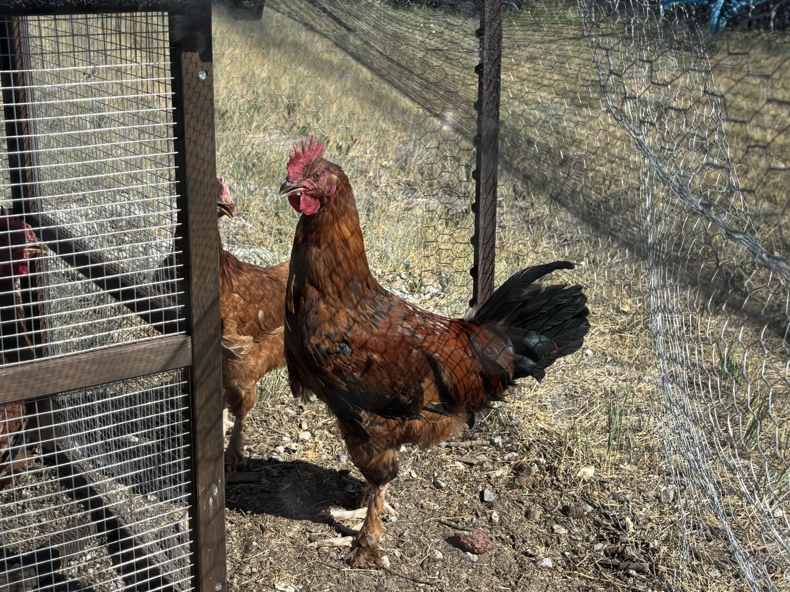 Red tailed black Maran roosters