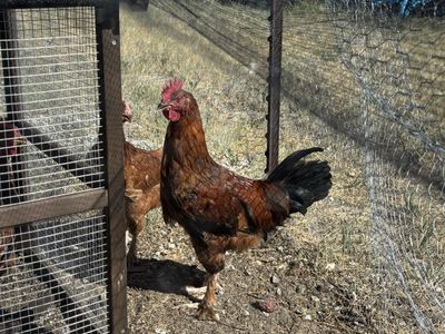 Red tailed black Maran roosters