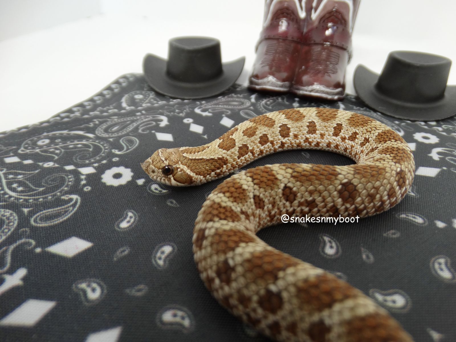 SALE!! Hognose Purple Line Anaconda 100% het Lavender, Albino, and Toffee