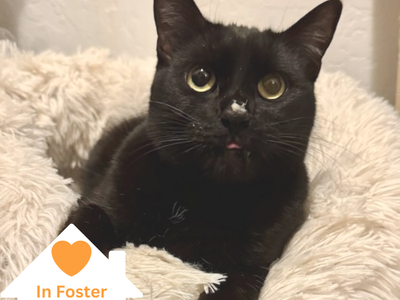 Hello my name is Bean