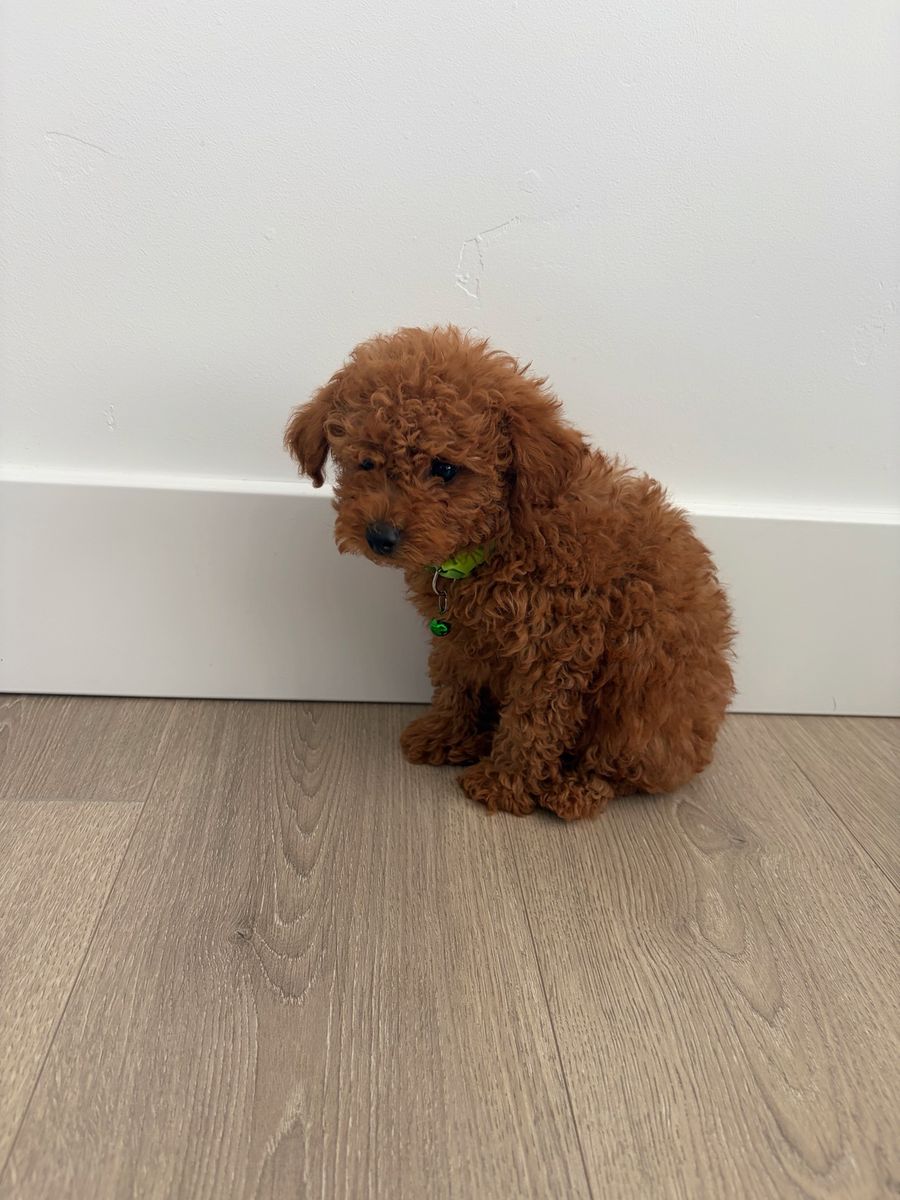 Micro Mini Golden Doodle Puppy 1 Boy left