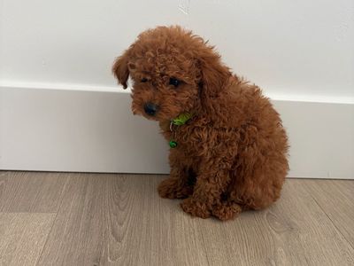 Micro Mini Golden Doodle Puppy 1 Boy left