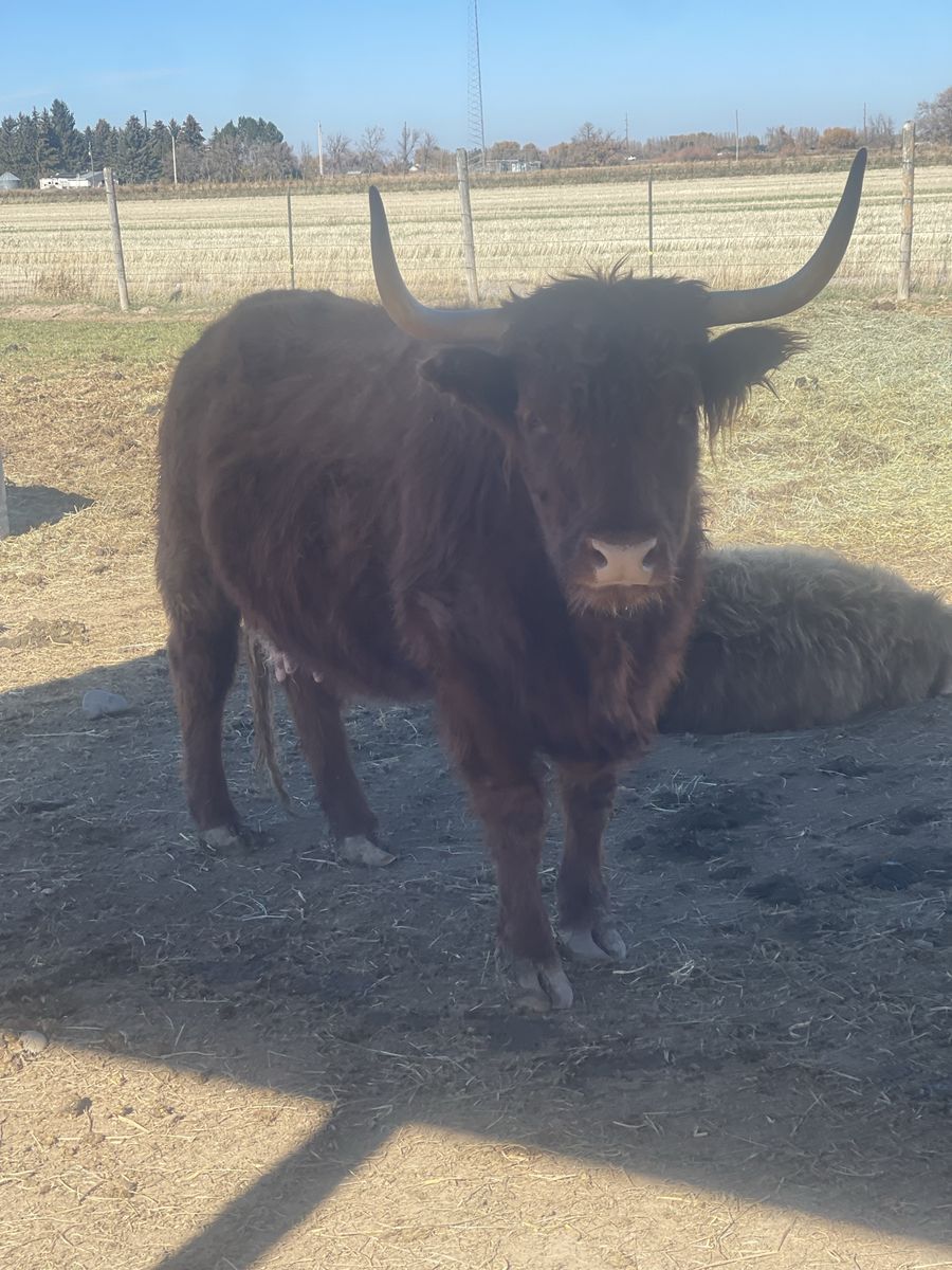 Angus/Highlander Cow