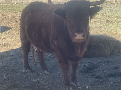 Angus/Highlander Cow