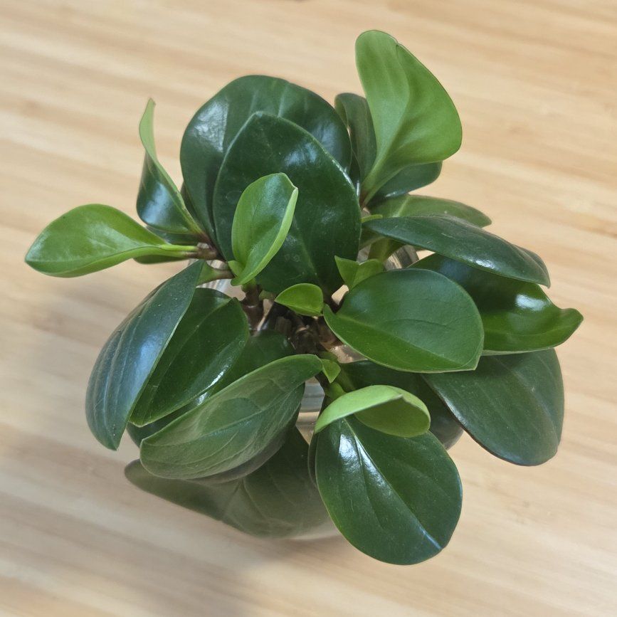 FREE Houseplant Cuttings
