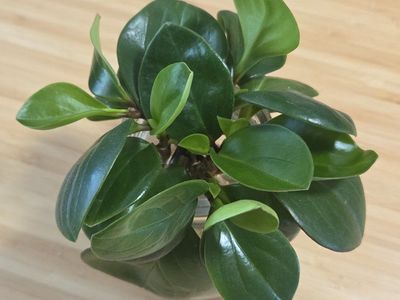 FREE Houseplant Cuttings