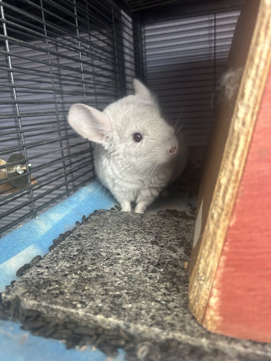 Baby Mosaic Female Chinchilla