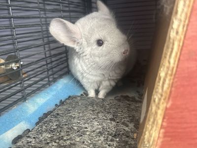 Baby Mosaic Female Chinchilla