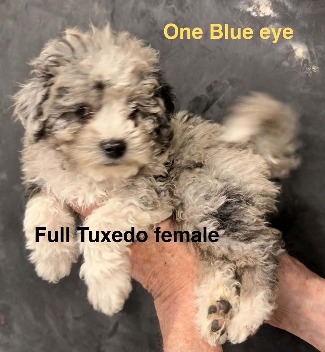 Tiny Blue Eye Bernedoodles