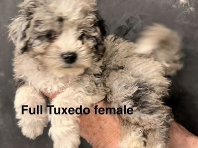 Tiny Blue Eye Bernedoodles