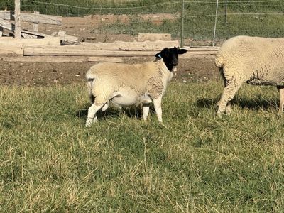 3 dorper rams