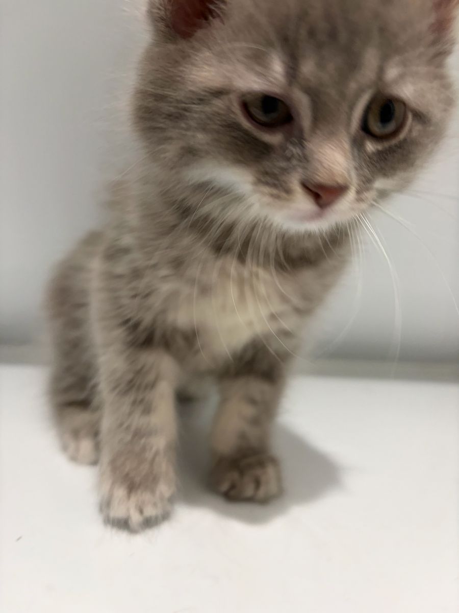 Kittens