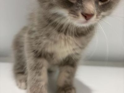 Kittens
