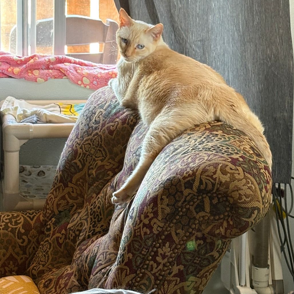 Hello my name is Sputnik