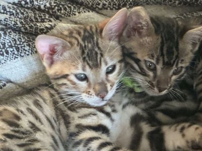 Pure Bred Bengal Kittens