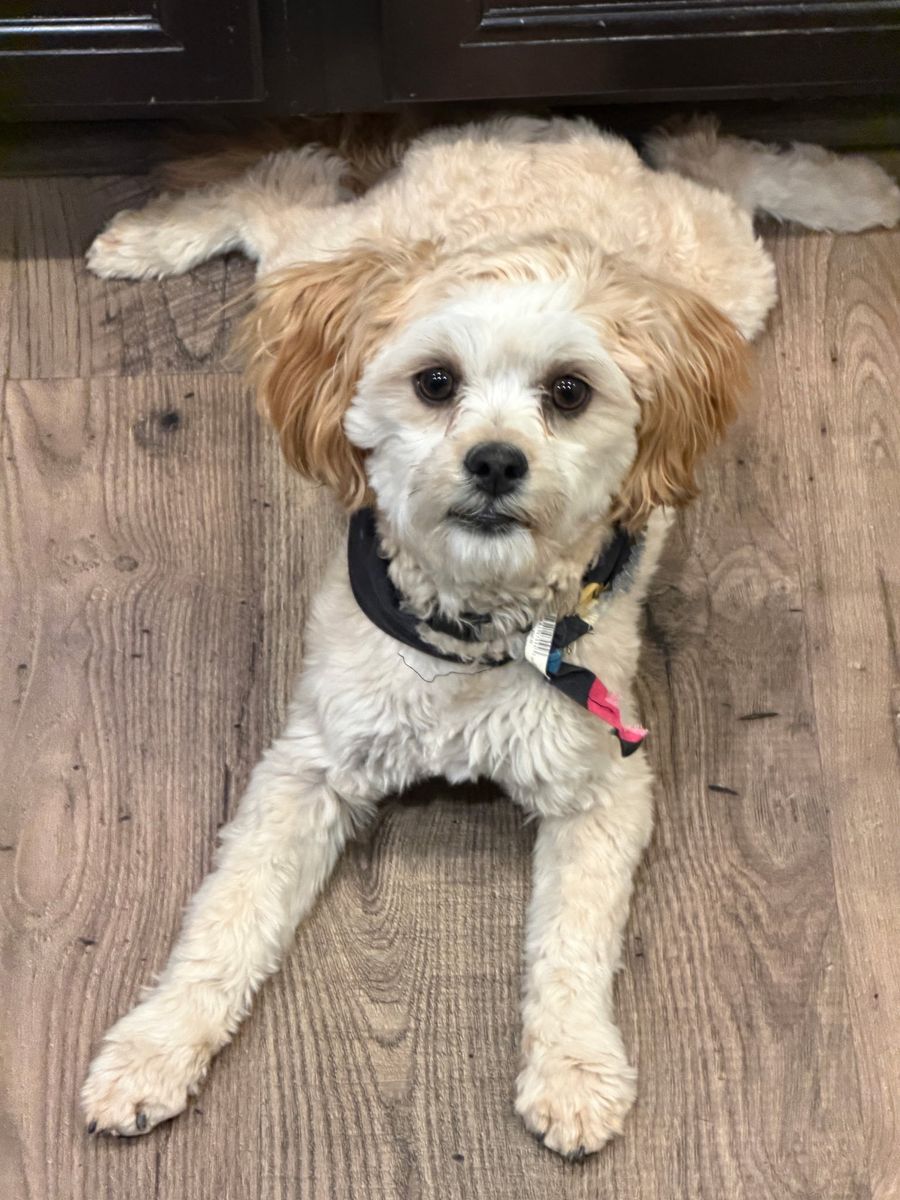 Shih Tzu/Maltese Mix