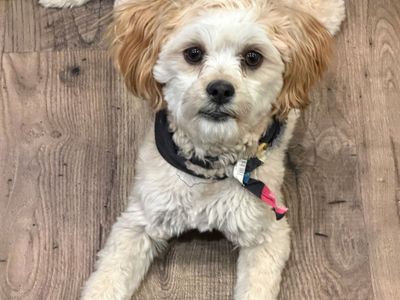 Shih Tzu/Maltese Mix