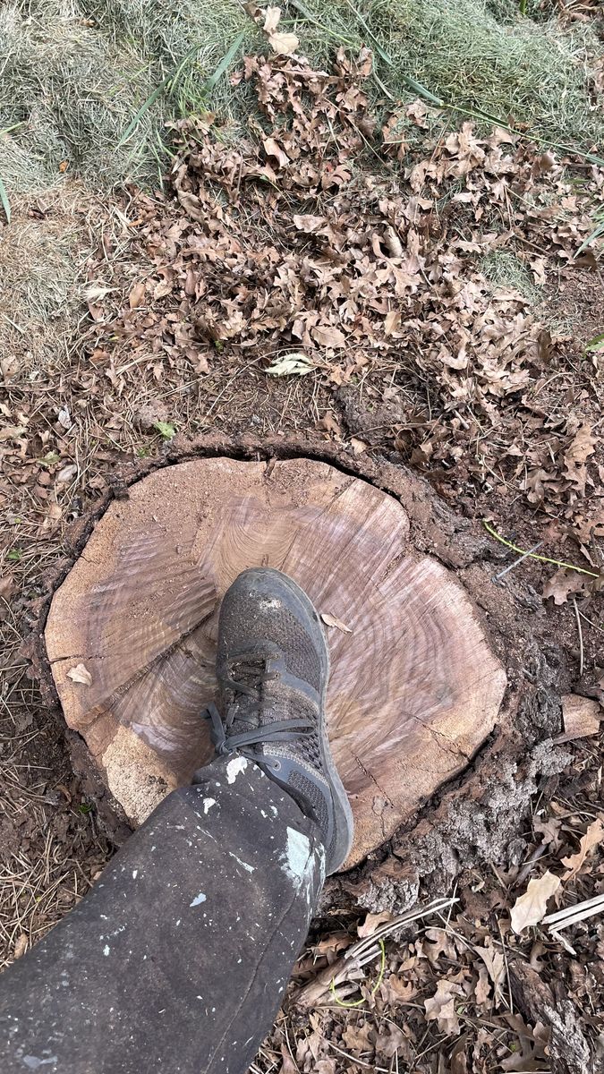 Large black walnut tree for wood post or slabs