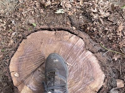 Large black walnut tree for wood post or slabs