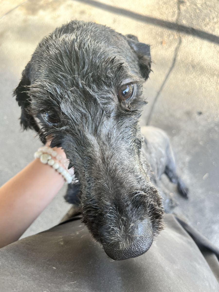 Free Sheep/Poodle Dog Mix