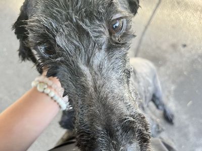 Free Sheep/Poodle Dog Mix