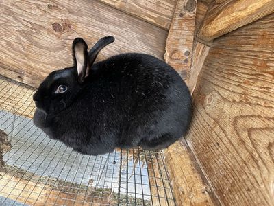Breeding Rex rabbit