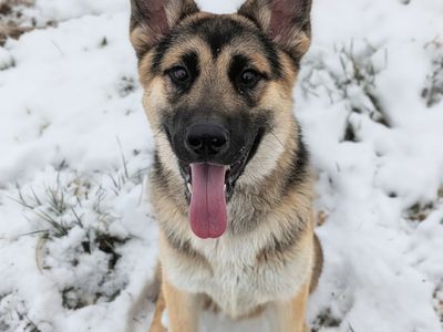 Professional Trained German Shepherd