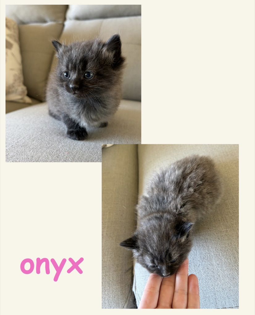 Kittens Ready Now