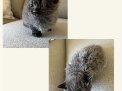 Kittens Ready Now