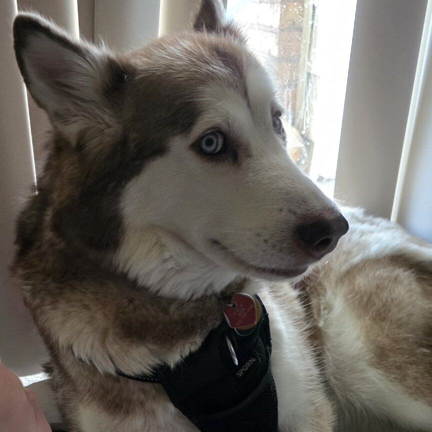 Husky being rehomed